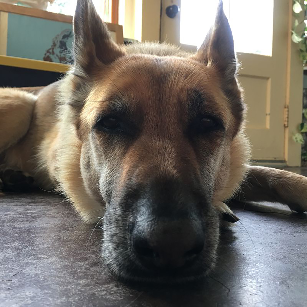 Dog Down